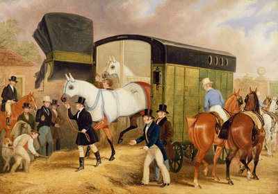 Gli animali domestici del Derby: L